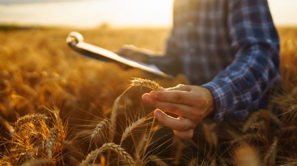 Person holds some wheat in a field