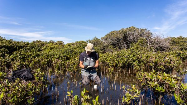 Ecologist conducting measurements in a wetland