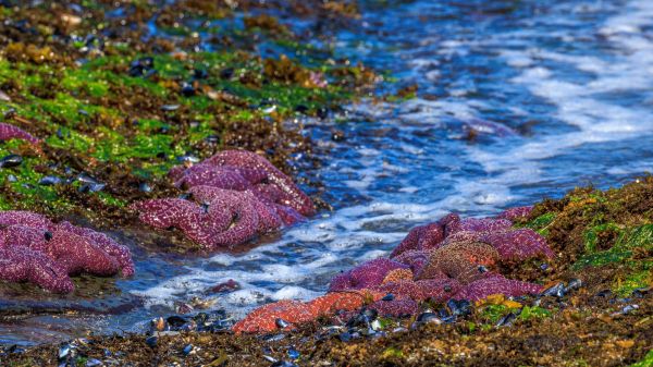 Pool at low tide shows sea stars