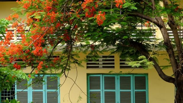 Tree in school yard bloom red phoenix flower among green leaf on wooden window make beautiful landscape in summertime
