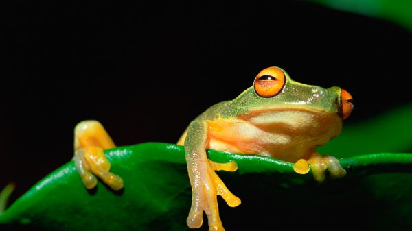 A green frog peers over a green leaf