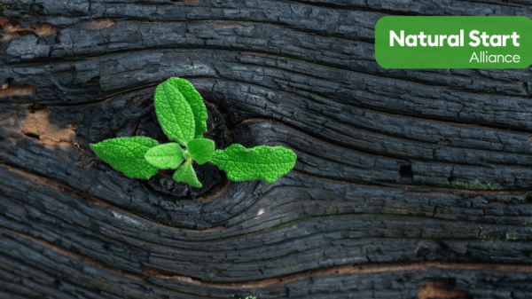 A small set of leaves grow out of a dark piece of wood