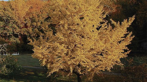 A magazine cover features a tree with bright yellow-orange leaves. A body of water at the bottom partially reflects the tree’s color. A hillside of trees is in the background. The top of the cover reads “Directions, Journal of the Association of Nature Center Administrators / Fall 2021.”