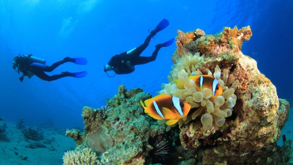 Two sub divers over a coral reef