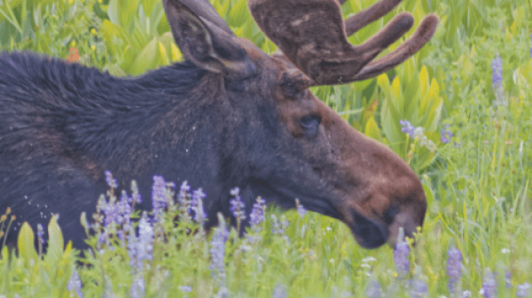 moose in field of purple flowers green grass