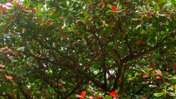  Dozens of fruit bats hang from the branches of a flowering almond tree. PC: Adedotun Ajibade