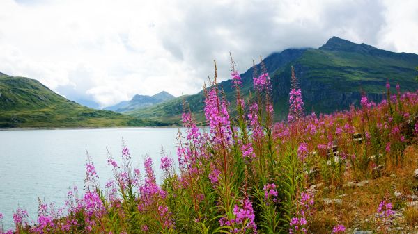 Wildflowers along a lake and mountainscape. Foggy day.