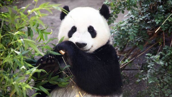 Yun Zi the giant panda (Ailuropoda melanoleuca) munches on some bamboo at the San Diego Zoo in San Diego, California. Photo credit: Tim Evanson