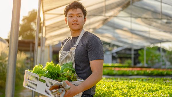 Young adult holding carton of harvested lettuce and gloves.