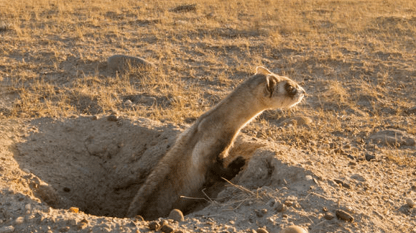 black-footed ferret popping up out of burrow