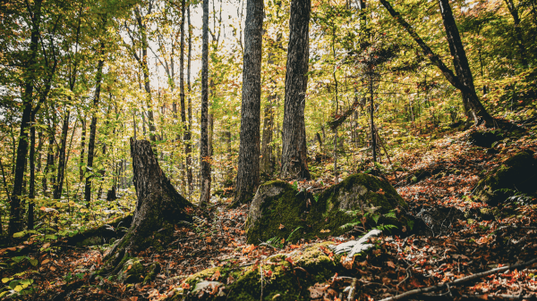 Best Day Ever Video A forest floor with rocks and leaves, green trees behind it