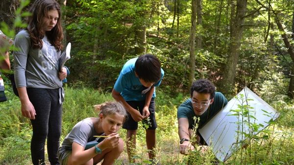 Three children examine a small stand of plants in the forest. Beside them, a kneeling young adult points to one of the plants.