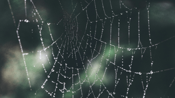 Web A zoomed-in view of a spider's web covered in water droplets over a blurred green background