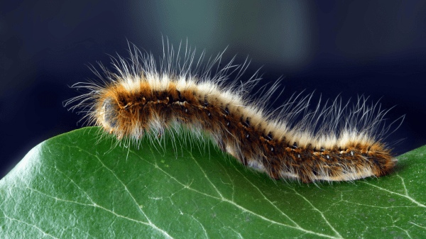 Caterpillars Count! A fuzzy orange caterpillar sits on top of a green leaf