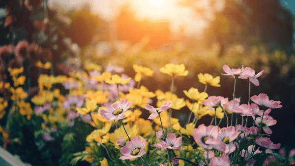 Garden Pink and yellow flowers in front of a blurred sunsetting background