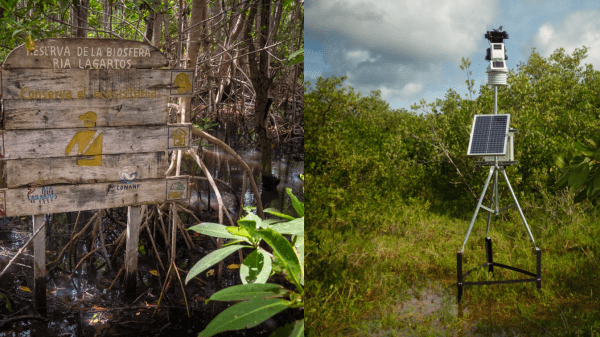 ManglarIA: Saving Nature with Artificial Intelligence. How WWF is Using AI to Help Mangroves Adapt A square features four separate images: top left corner has a sign in the forest, top right has a solar panel-charged device sitting in grass, bottom left features a person in a boat, and the bottom right has the WWF panda logo