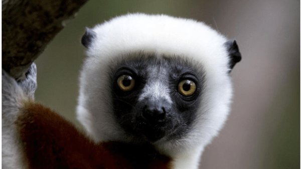 Lemur