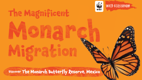 Cover of The Magnificent Monarch Migration, orange graphic with a monarch and text that reads "Discover The Monarch Butterfly Reserve, Mexico