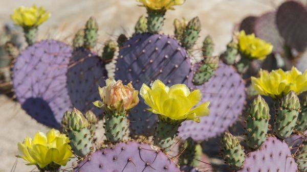 Dollarjoint Prickly Pear flowering yellow flowers