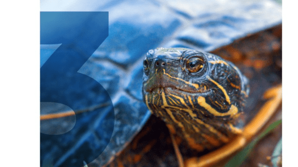 Close-up of a turtle's face with a semi-transparent blue "3" to the left