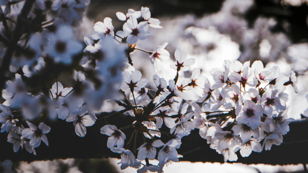 ESD Okayama Award 2025 A close photo of a tree's branches with white flowers
