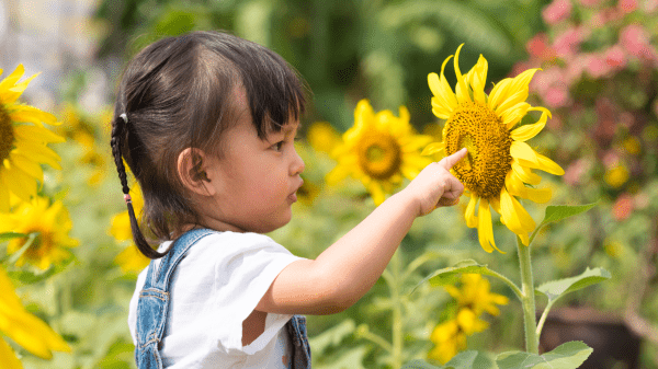 Educating Children Outdoors: Lessons in Nature-Based Learning A child pokes a sunflower to their right; behind them are more sunflowers and a blurred garden