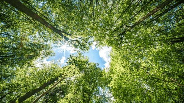 Forest Observing the sunlight filtering through the trees in a forest, surrounded by a natural landscape of terrestrial plants, trunks, twigs, grass, and various shades of wood