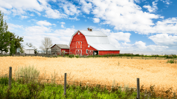 General Tips for Working in Rural Areas A red barn sits in the middle of a yellow field of crops; a fence is at the front end of the field; behind the barn is a blue cloudy sky