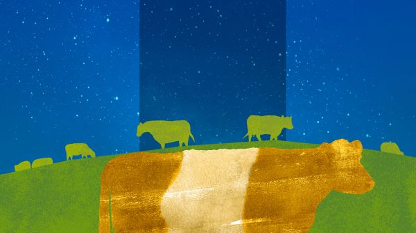 HERD Film poster, text reads "bullfrog films, Herd, A Film by Michel Negroponte"; a cow's silhouette is centered against a green field and blue night sky background