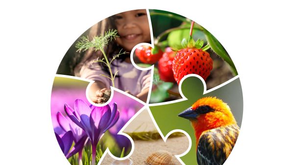  Cover of International Journal of Early Childhood Environmental Education (IJECEE) Volume 11, Number 2