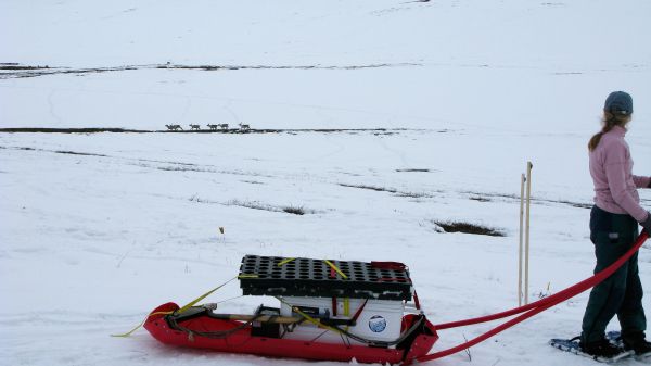 Transporting research equipment across the Arctic tundra. Transporting research equipment across the Arctic tundra