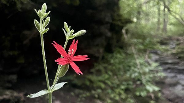 A five-pointed red flower emerges from a thin herbaceous stalk in the forest.