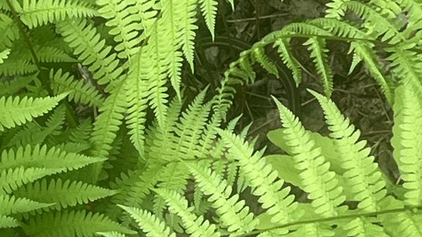 Ferns