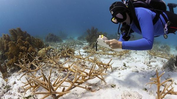 A diver studying coral