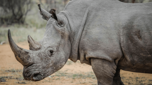 Rhino Half of a rhinoceros is visible in profile, with their head to the very left side of the image