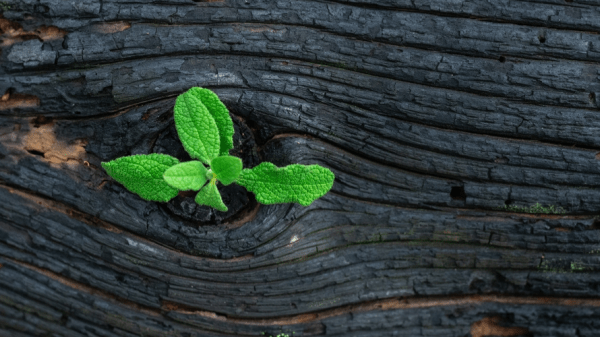 A small leaf blooming out of a piece of wood