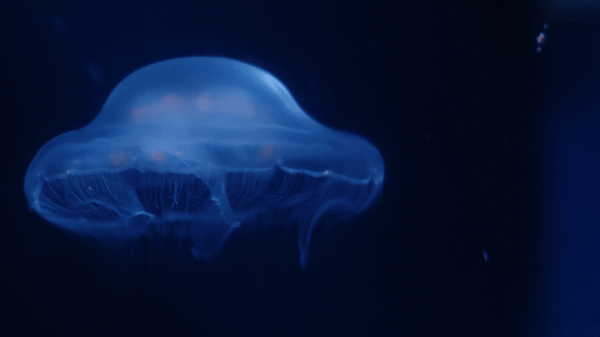 A light blue jellyfish floats to the left in dark blue and black water