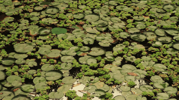 Lily Pads A body of water is crowded with green lily pads
