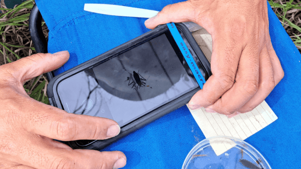 MacroBlitz Training Two hands hold a phone taking a picture of an insect