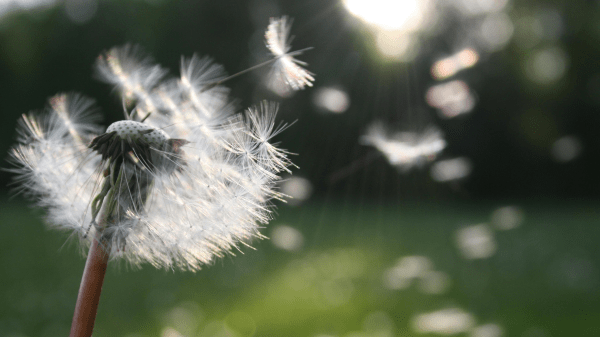 Dandelion A dandelion to the very left side has white seeds blowing off it to the right