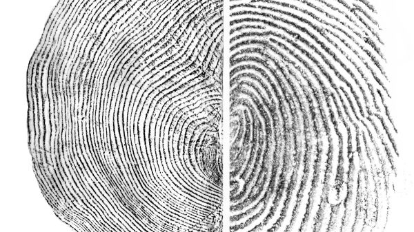 A black-and-white tree ring pattern next to a black-and-white human fingerprint pattern