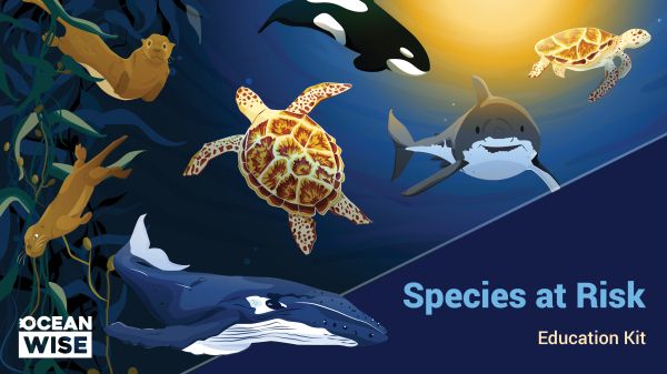 Species at Risk Education Kit Species at Risk Education main cover