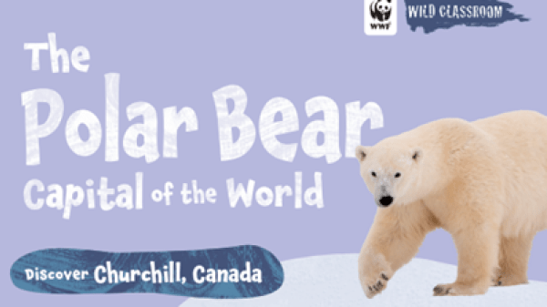 The Polar Bear Capital of the World Text to the left reads "The Polar Bear Capital of the World, Discover Churchill, Canada"; the top right features the WWF logo with a panda and the text "Wild Classroom"; the bottom right features a photo of a polar bear with a paw extended