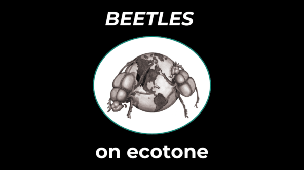 BEETLES on Ecotone BEETLES logo of two beetles climbing over a small globe; text says "BEETLES on ecotone"