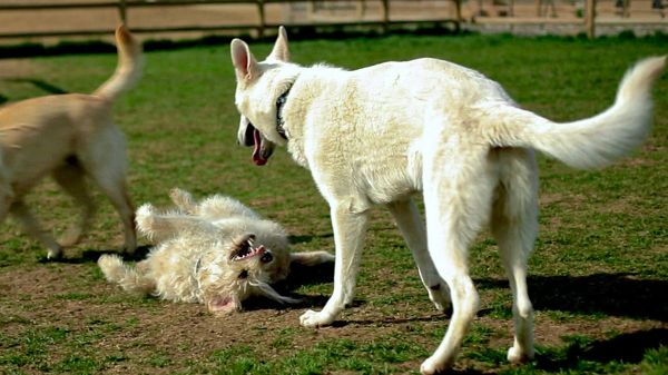 Rough and Tumble: Taking Play Seriously