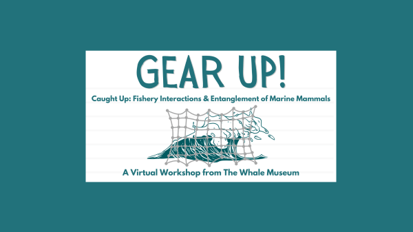 Graphic of a net over a wave, text reads "Gear Up! Caught Up: Fishery Interactions & Entanglement of Marine Mammals, A Virtual Workshop from The Whale Musuem"