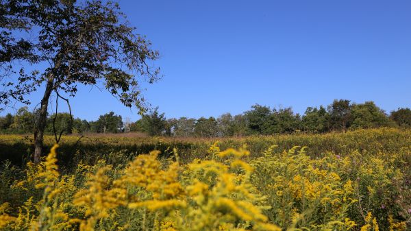 field in Kentucky