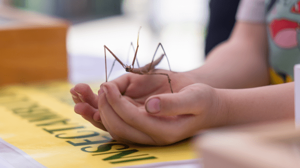 Entomology Teaching Two hands on a table cup a walking stick; the walking stick is waving a leg
