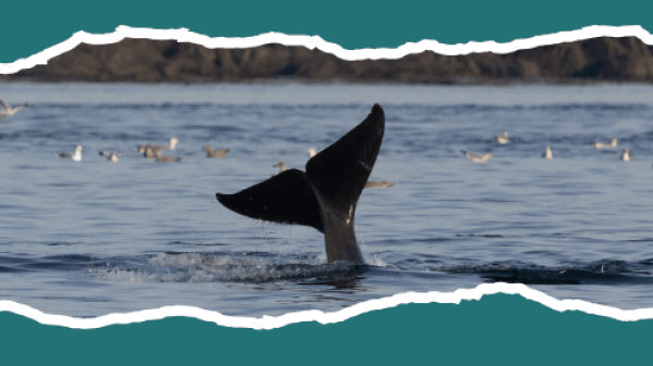 "TWM's 2026 Marine Naturalist Training Program" the ocean with a whale tail emerging out of it