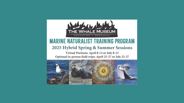 2025 MNTP Flyer The Whale Museum logo on top, text reads "Marine Naturalist Training Program, 2025 Hybrid Spring & Summer Sessions, Virtual Portions: April 8-12 or July 8-12, Optional in-person field-trips: April 25-27 or July 25-27; below this is a gull, a seal, a sea anemone, and an orca's tail